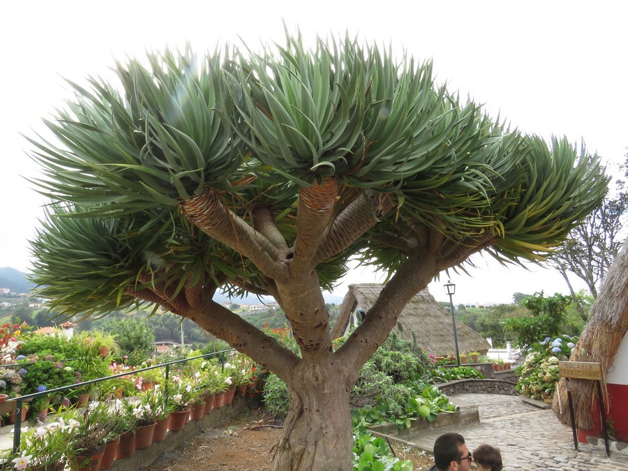 madeira