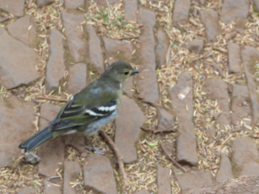 madeira