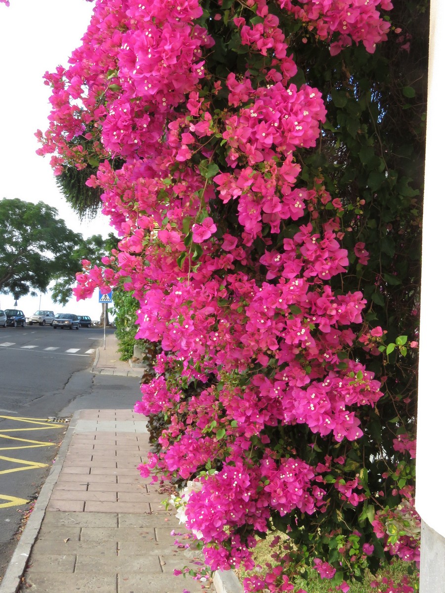 madeira